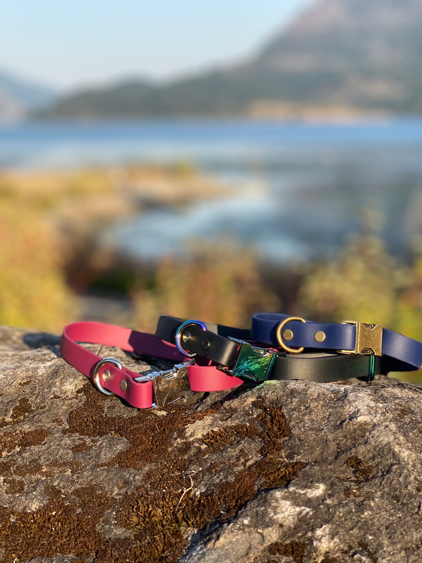 XS - Rainbow Black Hardware - Collar