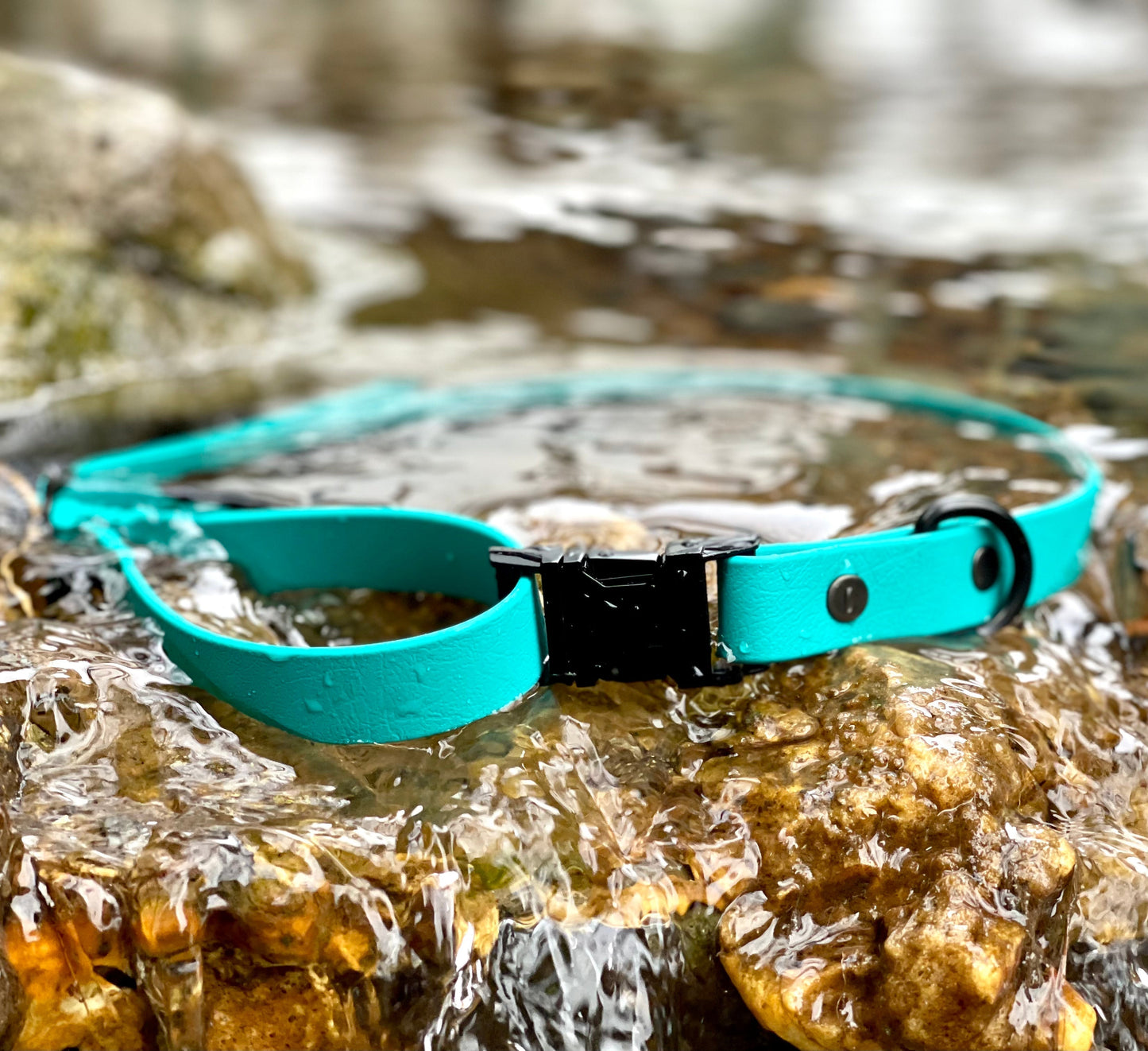XL - Gold Hardware - Collar