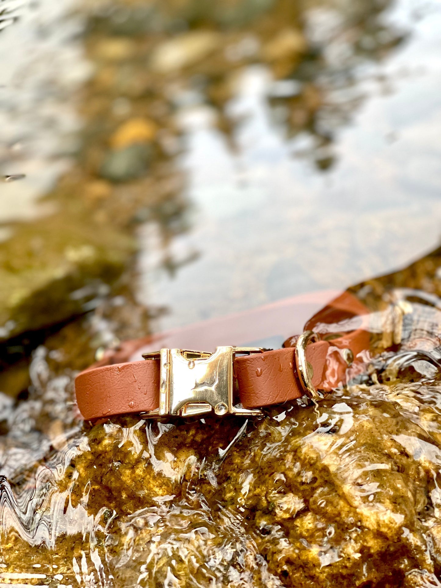 XL - Gold Hardware - Collar